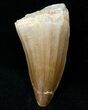 Fossil Mosasaurus Tooth #12440-1